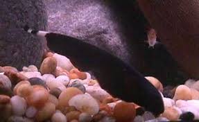 Black Ghost Knife Fish Apteronotus Albifrons Profile With