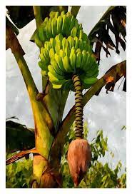 banana trees with fruits and flower in lush tropical garden banana art banana tree banana flower