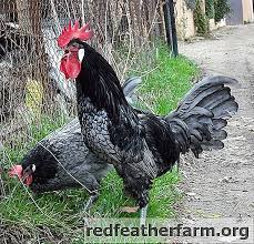 Usaha telur ayam negeri sebagai produsen salah satu bentuk bisnis telur ayam negeri adalah dengan menjadi produsen atau peternak ayam petelur. Tinjau Ternakan Daging Dan Telur Ayam Terbaik Welsumer Australorp Rhode Island Dan Lain Lain Ayam 2021