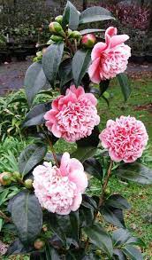 Posts About Camellia Fairy Blush On Tikorangi The Jury Garden Camellia Plant Camellia Flower Australian Flowers