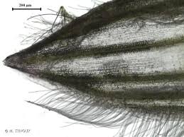 Image result for Digitaria pseudodiagonalis