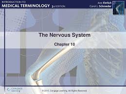 The Nervous System Chapter Ppt Download