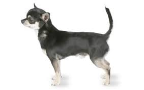 Chihuahua Dog Breed Information Pictures Characteristics Facts Dogtime