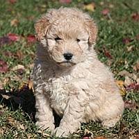 Their first eight weeks… they begin eating puppy food at 3 weeks. Miniature Goldendoodle Sandy Ridge