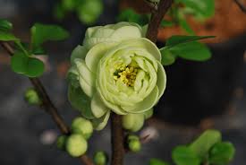 Check spelling or type a new query. Chaenomeles Speciosa Kinshiden Let S Go Planting