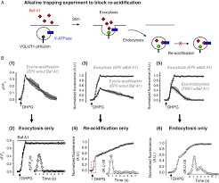 Exocytosis in many ways is the reverse process from endocytosis. Kinetics Of Exocytosis Endocytosis And Reacidification Of Download Scientific Diagram