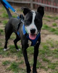 Neshama Animal Rescue lisäsi uuden...