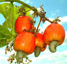 Blood cashews : the toxic truth about your favourite nut - Telegraph
