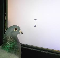Study: Pigeons Can Learn To Visually Recognize Words | Biology, Psychology  | Sci-News.com