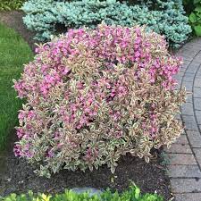 My monet weigela in a 2 gallon container. My Monet Weigela Plants For Sale Free Shipping