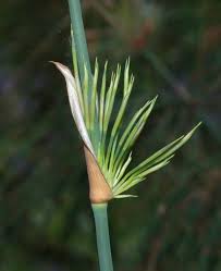 Image result for Restionaceae
