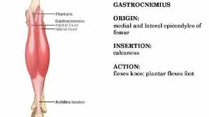 Posterior part of the medial condyle and the adjoining part of the femur. About Muscular System Gastrocnemius Muscular System Achilles Tendonitis Muscular