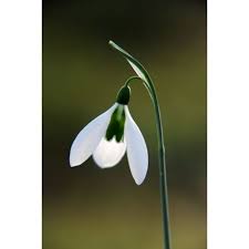 Galanthus Pride O The Mill Spring Flowers My Flower Spring Garden