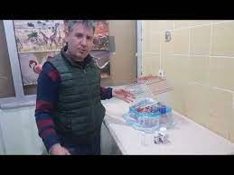 muhabbet kuslarinda kanli ishal nedenleri ve koruma yollari youtube muhabbet kuslari youtube korse