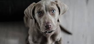 صيد السمك في المنام اشهر الاحلام برؤية اصطياد السمك. Ø­Ù„Ù… Ø§Ù„ÙƒÙ„Ø§Ø¨ Ù…ÙˆØ¶ÙˆØ¹