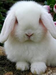 Black And White Holland Lop Bunny For Sale Pin On Bunny Love