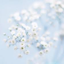 Aesthetic Background Blue Christian Deep Light Blue Aesthetic Flowers Photography Photography Prints Art