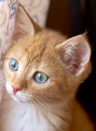 Tabby Cat Eye Disorders Problems To Be Aware Of Chat Mignon Chats Et Chatons Photo Chat