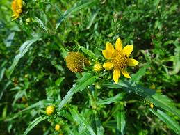 Image result for Anisopappus kirkii