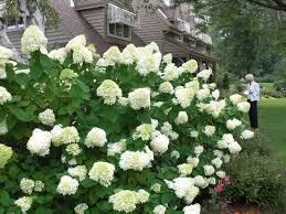 Maybe you would like to learn more about one of these? Another Hydrangea I M Losing My Marbles Over The Impatient Gardener Limelight Hydrangea Hydrangea Hydrangea Hedge