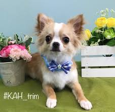 チワワのトリミングカット集一覧 | トリムトリム