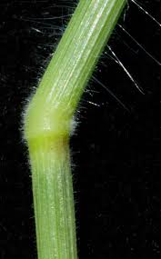 Image result for Urochloa marlothii