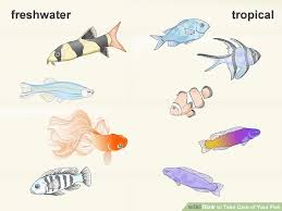 How To Take Care Of Your Fish Take Care Of Yourself Fish Take Care