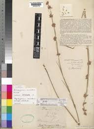 Image result for Aspidoglossum glabellum