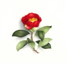 Timeline Photos Vincent Jeannerot Flower Painting Flower Art Botanical Drawings