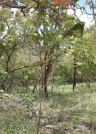 Image result for Crotalaria laburnifolia