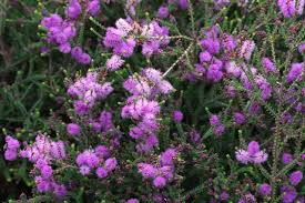 Image result for Melaleuca decussata