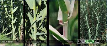 We did not find results for: Giant Grasses Botanical Nursery Garden Bamboo Grasses Hardy Exotics