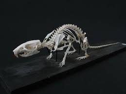 Rat Skeleton Animal Skeletons Skeleton Drawings Skeleton Anatomy