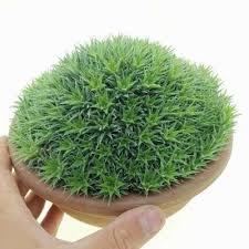 Image result for Geigeria brevifolia