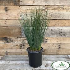 Image result for Juncus