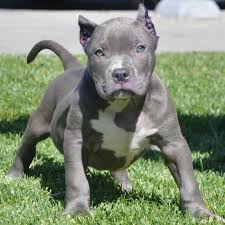 Pitbull Puppies For Sale Bully Pitbull Pups Blue Pits Pitbull Puppies For Sale Blue Nose Pitbull Pitbull Puppies