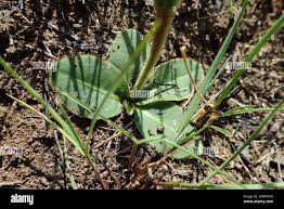 Image result for Gerbera piloselloides