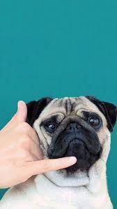 Excellent Funny Pugs Info Is Available On Our Internet Site Read More And You Wont Be Sorry You Did Cute Dog Wallpaper Dog Wallpaper Pug Wallpaper