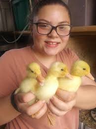 Heidi's Free Rang Eggs