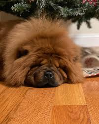 XiongXiong (@xiongxiongchow) • Instagram photos and videos