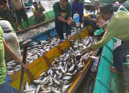 Menombak ikan di sungai di malam hari memang lebih enak dibanding memanah ikan di siang hari, karena ikannya jinak dan. Jumlah Ikan Konsumsi Di Kapuas Hulu Kian Berkurang Suarapemredkalbar Com