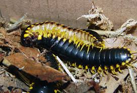 Black And Yellow Millipede North Carolina Apheloria Tigana Wikipedia