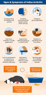 Arthritis In Cats Natural Remedies Canna Pet