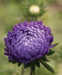 China Aster Callistephus Flower Growing Information Johnny S Selected Seeds Aster Flower Flower Seeds Pollinator Garden