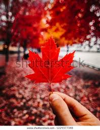 秋 秋の舞台にカナダの紅楓 紅葉が秋の葉と葉のトンネルの中に手で留められる 赤と黄の季節の色 カナダを探検 トロント オンタリオ カナダ の写真素材 今すぐ編集 1229377348