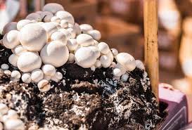 One of the biggest differences between growing portobello mushrooms and any other vegetable is that you don't use typical soil. How To Grow Portobello Mushrooms At Home 2021 Step By Step Guide