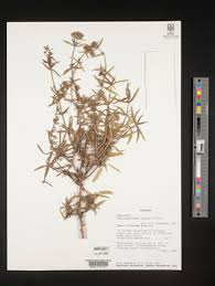 Image result for Agathisanthemum