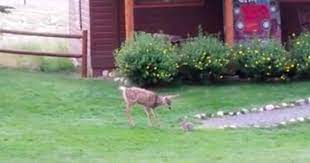 Curious Baby Deer Meets His First Rabbit Invents Cutest Game The Dodo