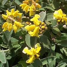 Image result for Phlomis fruticosa