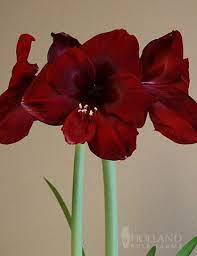Deep Sultry Red Blooms Are Rich And Velvety In Appearance Queen Of Night Amaryllis Are Jumbo 40 42 Cm Bulbs Amaryllis Bulbs Amaryllis Plant Amaryllis Flowers